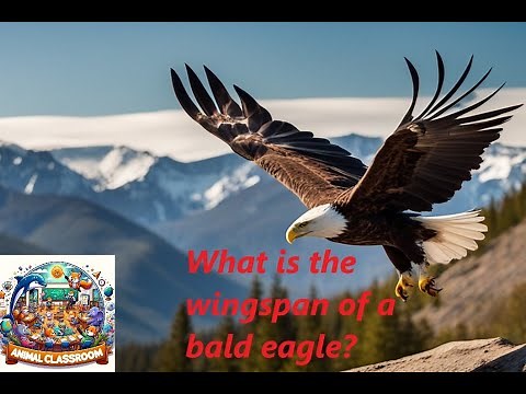 Bald Eagles 101: Fun Learning in Animal Classroom