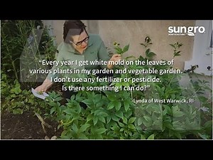 Ask a Garden Expert: How Do I Stop Powdery Mildew?