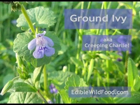 Ground Ivy (Creeping Charlie)