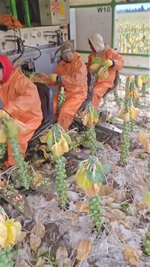 “Farmers Are Using AI to Grow More With LESS Water 😳🌱” #SmartFarming #Irrigation #AgriTech