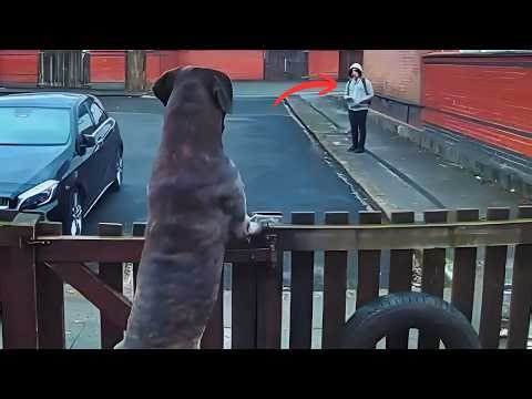 This Giant Dog Scared Everyone—Until Shadow Showed Who He Really Was