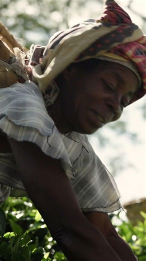 Trailer 1: What to know about LMNT's organic black tea