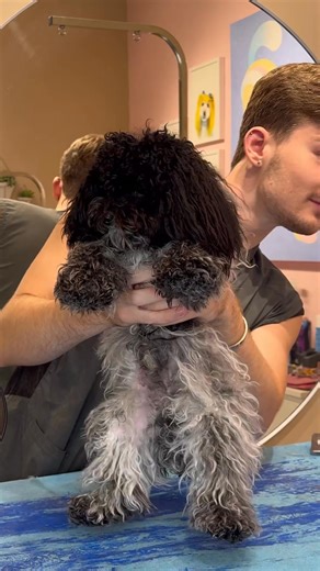 he is so dark omg #doggrooming #dogs #matteddog #dogvideos #puppy #dogs #dogsbylogan #aussiedoodle #funnydogs #fyp #reels #viral | Dogsbylogan