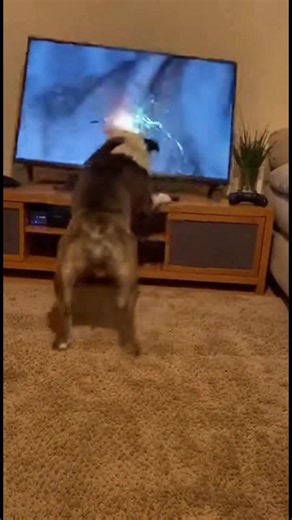 Dog vs TV: Who Wins? Curious dog leaps at TV wolf, resulting in a hilarious surprise! #fblifestyle #AI Generated using Kling AI . . . (For entertainment purposes only. Consult professionals if guidance on activities is presented. No brand affiliation is implied if any are shown. If inspired by true events, creative adaptations may be included. Content may include public footage.) | Fabiosa Daily