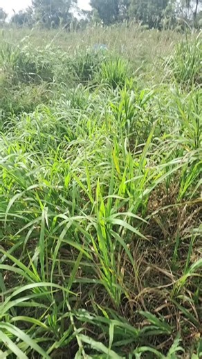 thicky (@thicky190)’s videos with original sound - thicky