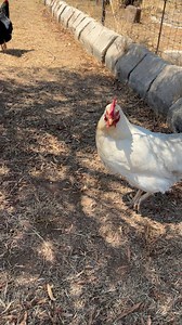 Chicken | Crazy Werrie