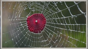 Unraveling the Meaning: What Do Rubies Symbolize?