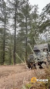 226 reactions · 3 comments | They love their Tiger for one simple...