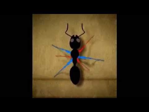 This Is How Ants Walk - The Fascinating Videos