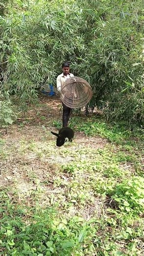 rabbit catching part 497 #viral #animal #wildlife #shorts_ #vfx #youtubeshorts #magic