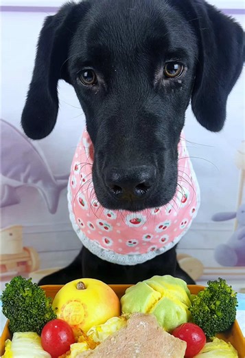 Labrador's Favorite Dog Food Moments