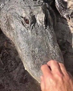 1.5K views · 46 reactions | “Wanna see how I got this hook?” -Captain Hook, probably maybe | The Unofficial Captain | Facebook