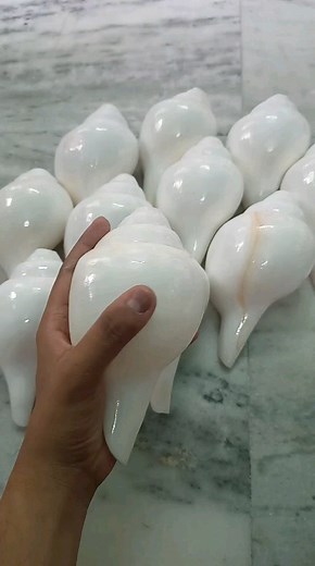 theshonkhos | Natural shankh | | Natural shankh (big size blowing shankh) Vishnu shankh @the_shonkhos_ In various Hindu scriptures and epics like the Mahabharata, the... | Instagram