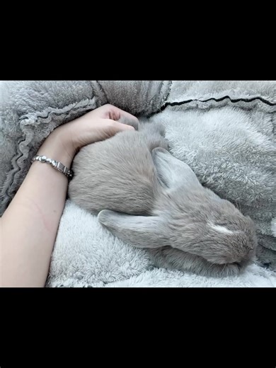 พี่ๆเห็นแมกซี่ไหมครับ 🐰🤍🤍 #merci #กระต่าย #honlandlop #สัตว์เลี้ยงน่ารัก #rabbit