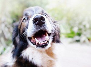 Teeth Grinding in Dogs: Why They Do It And How to Make Them Stop - Lake City Animal Hospital