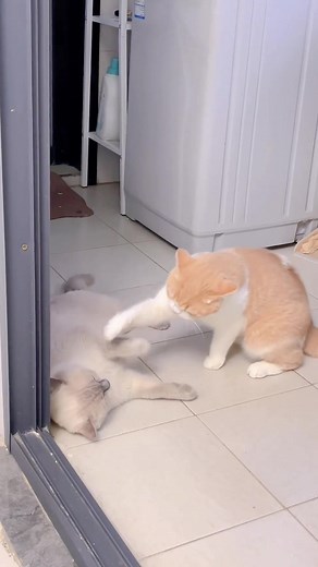 Cat Boxing Tournament#catsoftiktok #catvideo #fyp #cat #cute #funnycat