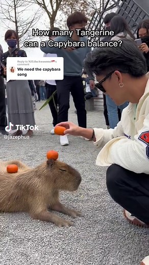 Masbro Did Not Move: The Capybara Meme Song