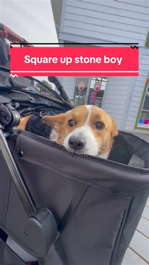 Corgi Takes on Lawn Ornament in Hilarious Showdown