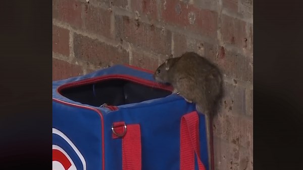 'All kinds of havoc': Video shows rat startling Phillies players during Cubs game at Wrigley Field