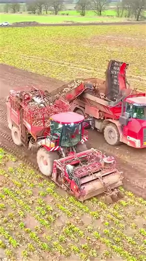 Harvesting fodder beet#machine #agriculture #viral