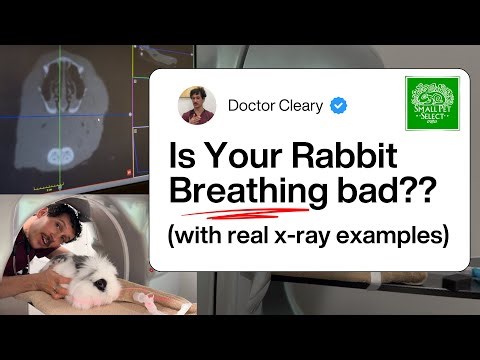 Signs Your Rabbit Isn't Breathing Normally (A Vet Explains With X-Rays)