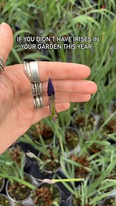 30 reactions · 4 comments | Is this flower still blooming in your...