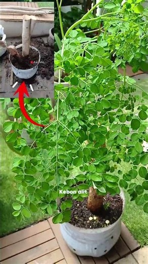 Green Magic‼️ Growing Moringa Trees at Home