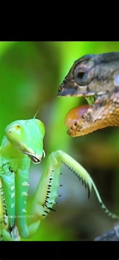 Explore the Fascinating African Flower Mantis