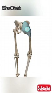 hip lateral rotation and muscle action animation #anatomy #animation #muscleaction #muscle #medical