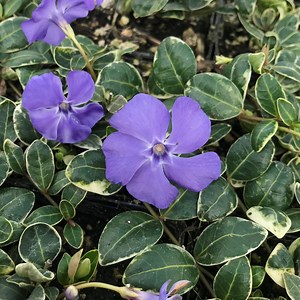 Vinca minor 'Ralph Shugert' - Periwinkle (3.5" Pot) | Little Prince of Oregon Nursery