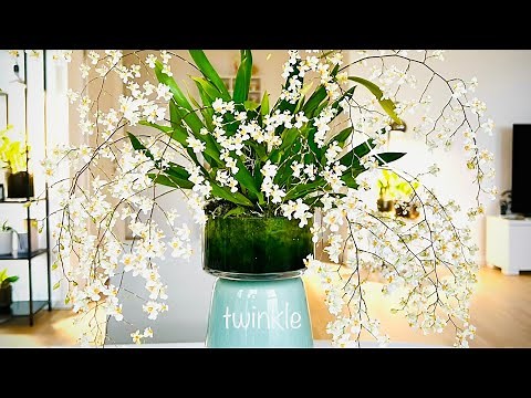 Oncidium Tiny Twinkle in Bloom