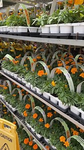 122K views · 10K reactions | Everything you need to create your own one-of-a-kind containers. Annuals for sun to shade conditions and everything in between. | Gertens | Facebook