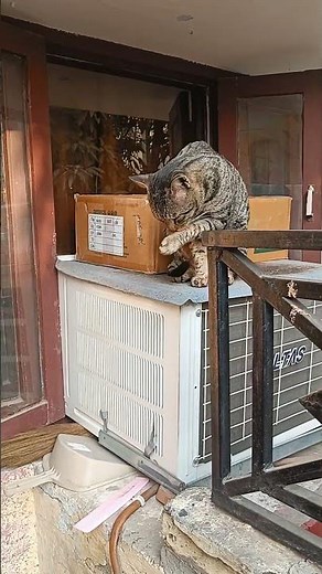 #Monty now an adult cat 😎 looking for his girlfriend.