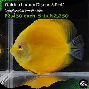GOLDEN LEMON DISCUS 3.5-4" | Got Fish