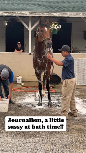 #journalism, winner of the 2025 Preakness Stakes, feeling a little sassy at bath time!! Who do you like in the #BelmontStakes? | The Horse Talk Show