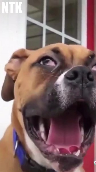 Funny Dog Yawning Compilation