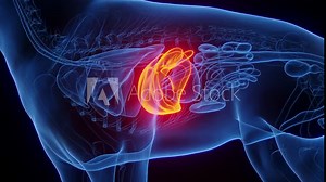 3D medical animation of a dog's liver
