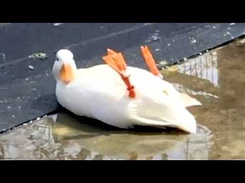 It's TIME for SUPER LAUGH! Best FUNNY ANIMAL videos