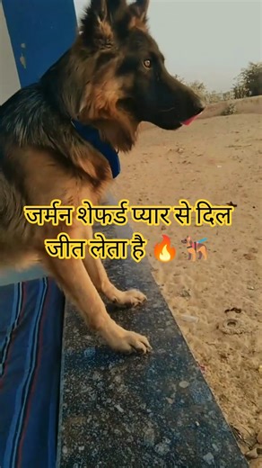 German Shepherd🐕‍🦺 Attitude 😈 Dialogue | Powerful & Loyal 💪 #shorts #gsdsizzer