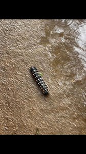 Cabbage tree emperor spotted at crocodile camp. | Edward Themba