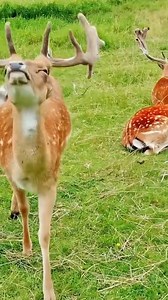 A black dog saved baby deer and they became a beautiful friendship #Amazing #pet #love #animals | Queen of Peace Parish, Redemptorist - Diocese of Bacolod