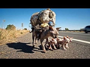 rescue animal : Sphynx Cat and Kittens Rescued from Fused Plastic on Highway