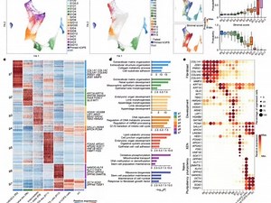我愿称之为单细胞转录组最伟大的代码单细胞转录组scRNA-seq全代码流程。全部代码均有详细中文注释，已经排除bug，可直接复制粘贴运行。