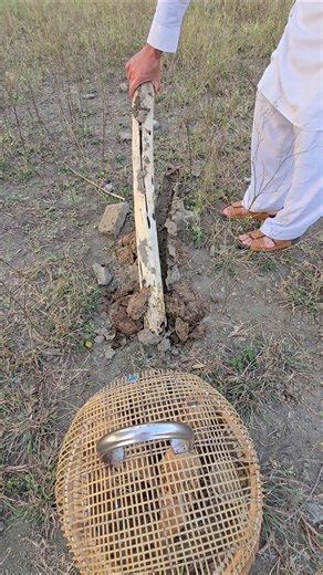 Smart Way to Grow Termites for Baby Partridges | #termites #partridges #partridgechicks