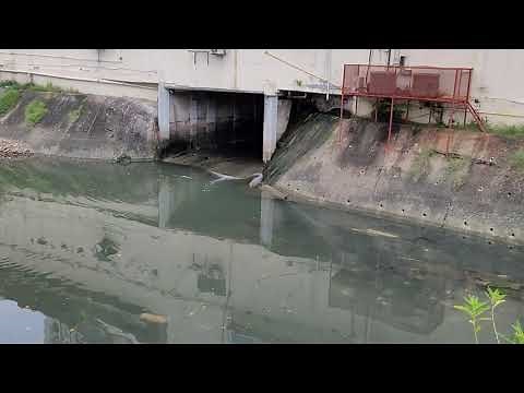 CROCODILES in Panama City PANAMA