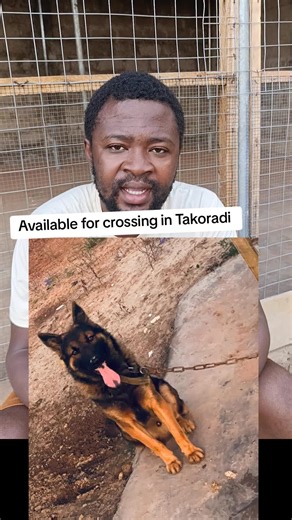 Crossing Male Dogs in Takoradi: A Complete Guide