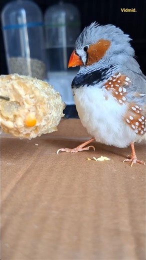 finch bird sounds #birds #pets #animals #asmr