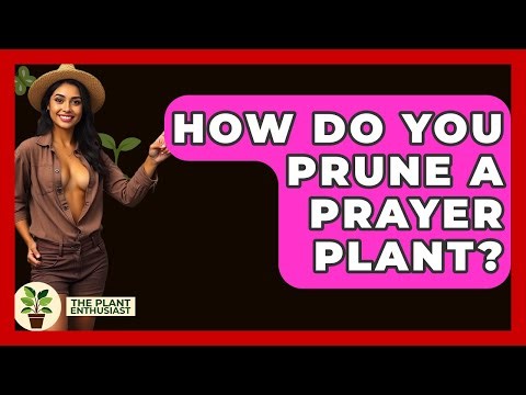 How Do You Prune A Prayer Plant? - The Plant Enthusiast