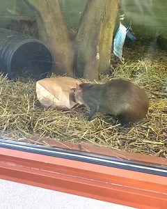 Just like other rodents, agoutis have teeth designed to gnaw on a variety of tough items, with one pair of sharp incisors in the front of the mouth. Our zookeepers gave our agoutis coconut shells wrapped in layers of paper so they have to rip, tear, shred, and chew! Come visit our Red-rumped Agoutis at the Bergen County Zoo! | Bergen County Zoo