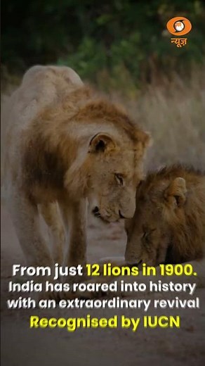 World Lion Day: India’s roar echoes globally